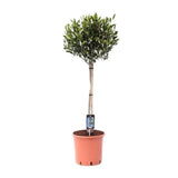 Maslin European Arbequina Aclimatizat, rezistent iarna, usor de ingrijit, efect mediteranean, 100 cm