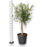 Европейска маслина Arbequina аклиматизирана, зимоустойчива, вечнозелена, плододаваща, лесна за отглеждане, средиземноморски ефект – 170 см