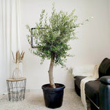 Европейска маслина Arbequina аклиматизирана, зимоустойчива, вечнозелена, плододаваща, лесна за отглеждане, средиземноморски ефект – 170 см