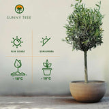 Maslin European Arbequina Aclimatizat, rezistent iarna, usor de ingrijit, efect mediteranean, 80 cm
