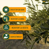 Европейска маслина Arbequina аклиматизирана, зимоустойчива, вечнозелена, плододаваща, лесна за отглеждане, средиземноморски ефект – стъбло 100 см