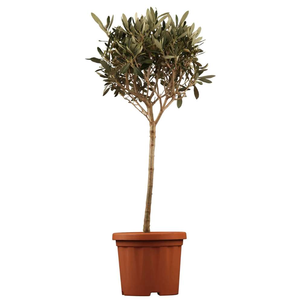 Maslin European Arbequina, Aclimatizat, rezistent iarna, usor de ingrijit, efect mediteranean, 60 cm