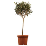 Maslin European Arbequina, Aclimatizat, rezistent iarna, usor de ingrijit, efect mediteranean, 60 cm