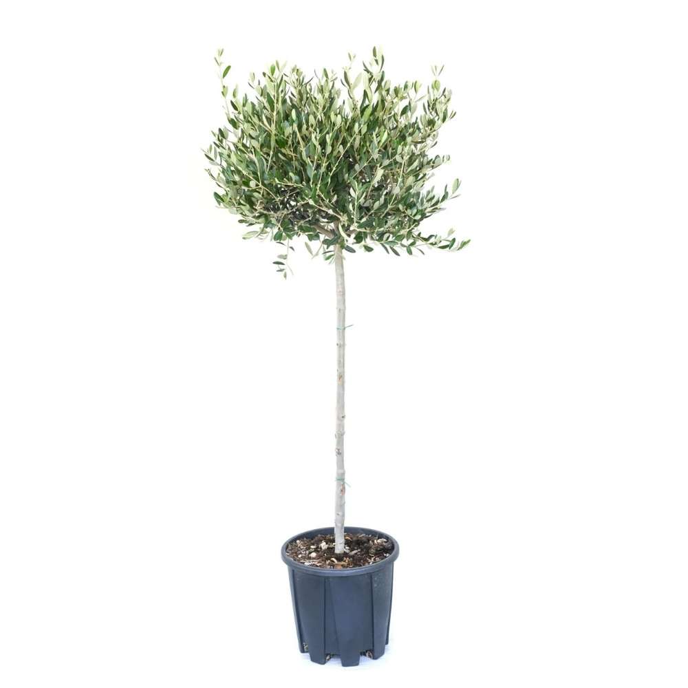 Maslin European Arbequina Aclimatizat, rezistent iarna, usor de ingrijit, efect mediteranean, 80 cm