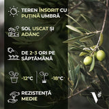 Maslin European Arbequina Aclimatizat, rezistent iarna, vesnic verde, fructifer, usor de ingrijit, efect mediteranean 240-280 cm cu tulpina lunga