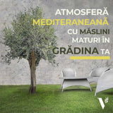 Maslin European Arbequina Aclimatizat, rezistent iarna, vesnic verde, fructifer, usor de ingrijit, efect mediteranean 240-280 cm cu tulpina lunga