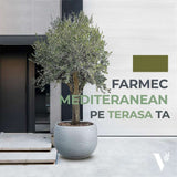 Европейска маслина Arbequina аклиматизирана, зимоустойчива, вечнозелена, плододаваща, лесна за отглеждане, средиземноморски ефект – 150 см