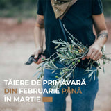 Европейска маслина Arbequina аклиматизирана, зимоустойчива, вечнозелена, плододаваща, лесна за отглеждане, средиземноморски ефект – 150 см