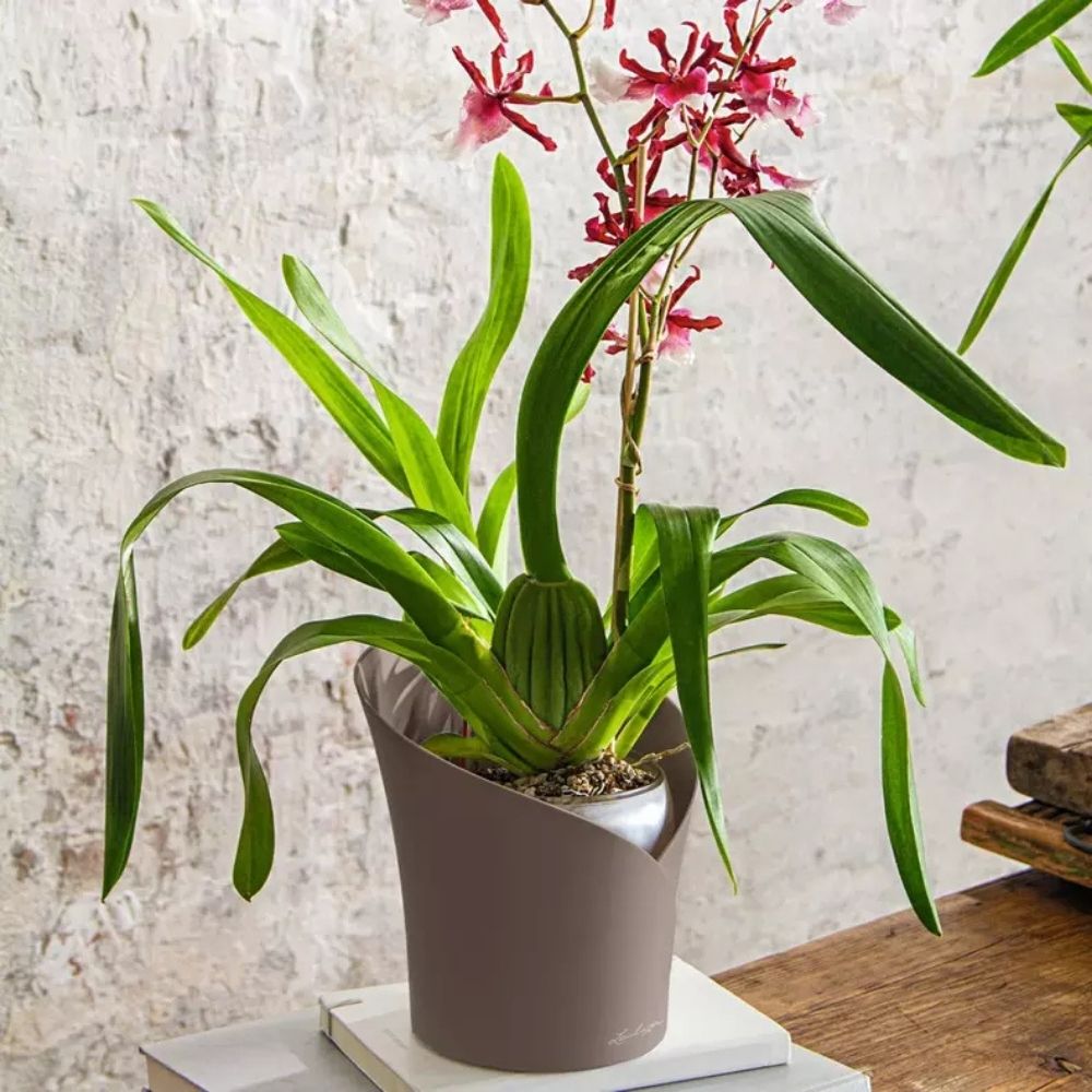 Ghiveci Auto-Irigant Lechuza Orchidea 1 l, Bej mat, pentru orhidee, sistem de autoirigare, insert detasabil, strat de drenaj