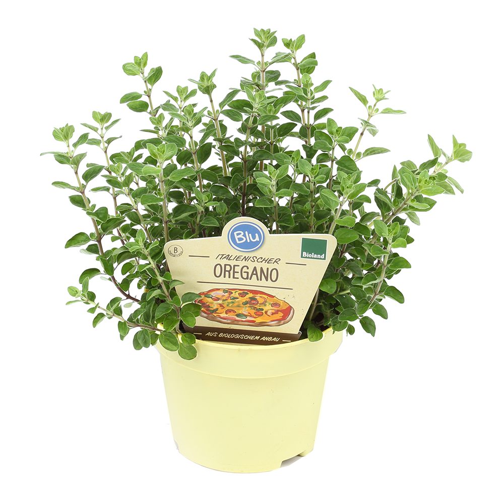 Oregano salbatic (Origanum vulgare), planta aromatica perena rezistenta la ger