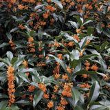 Османтус Osmanthus fragrans 'Rubra Aurantiacus' – вечнозелен храст с портокалови цветове и изключителен аромат
