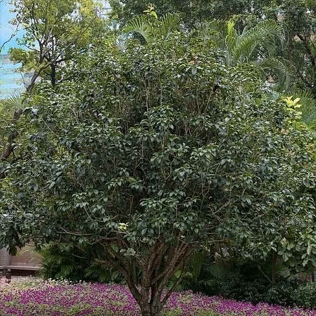 Ilex Fals Japonez Osmanthus Fragrans, arbust vesnic verde cu flori albe parfumate si frunzis lucios, usor de intretinut