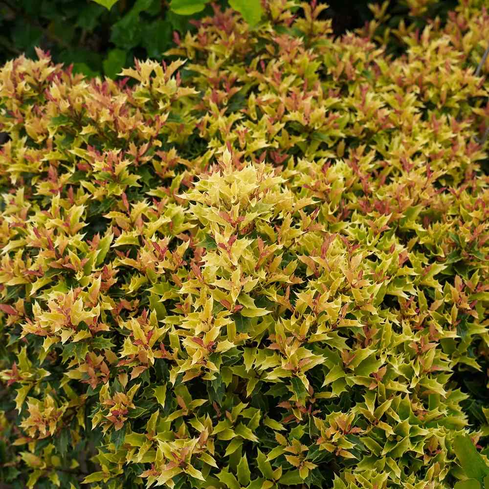 Османтус Osmanthus heterophyllus 'Tricolor Goshiki' – вечнозелен храст с триколорна листна украса