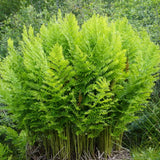 Царска папрат (Osmunda regalis) – величествена многогодишна папрат за влажни места