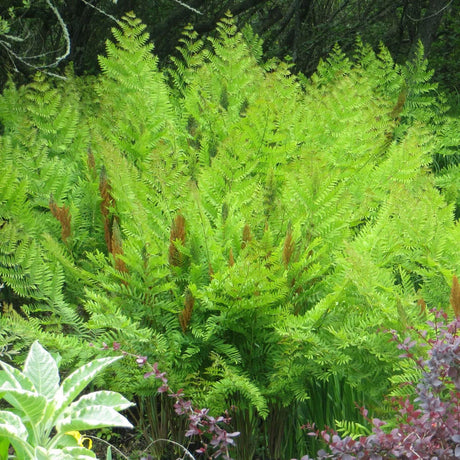 Царска папрат (Osmunda regalis) – величествена многогодишна папрат за влажни места