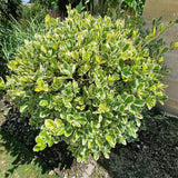 Salba Japoneza Euonimus Kathy