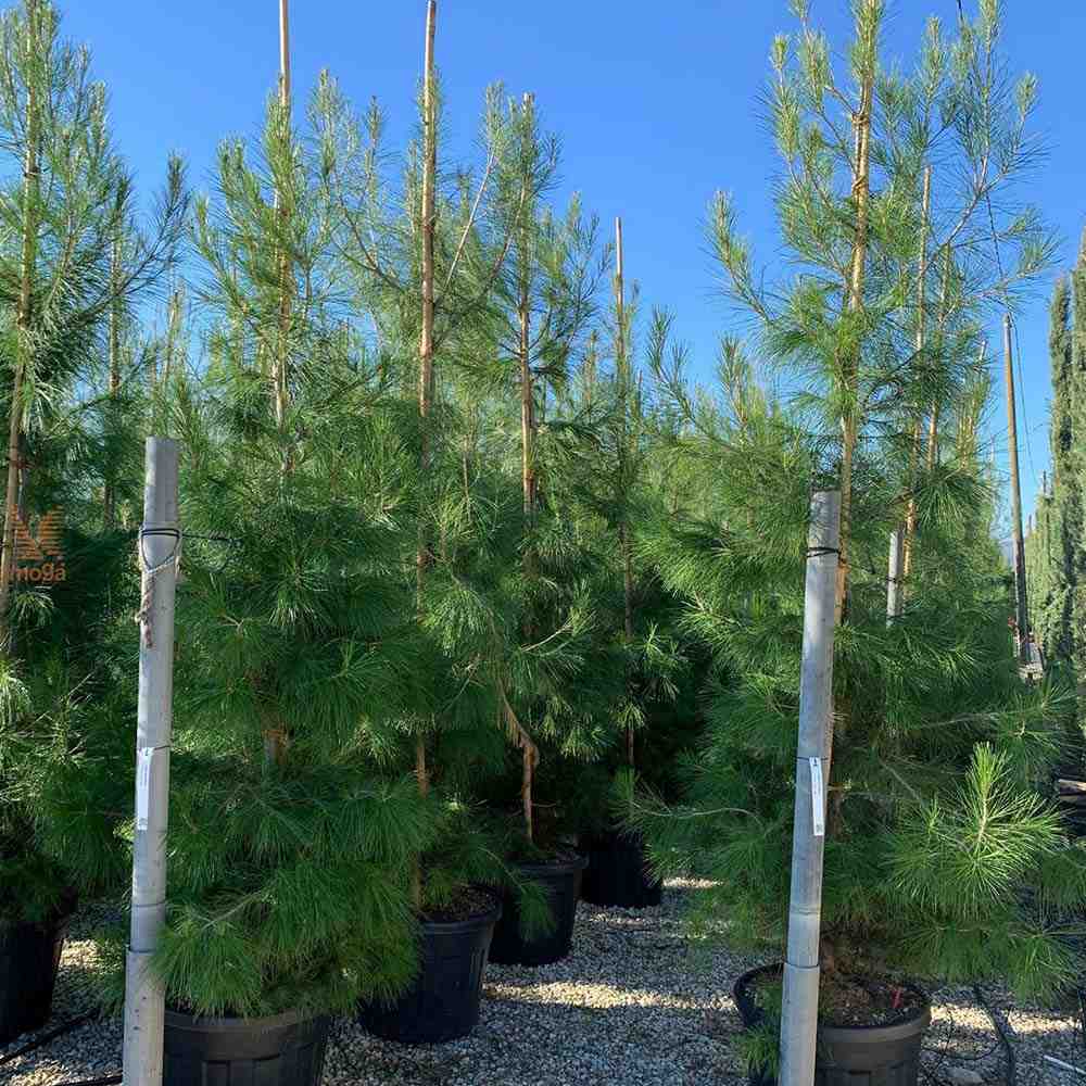 Pin de Alep (Pin Halepensis), conifer mediteranean veșnic verde rapid rezistent seceta