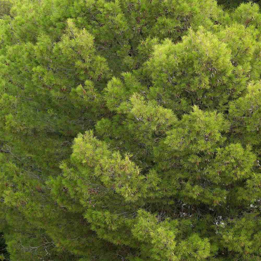 Pin de Alep (Pin Halepensis), conifer mediteranean veșnic verde rapid rezistent seceta