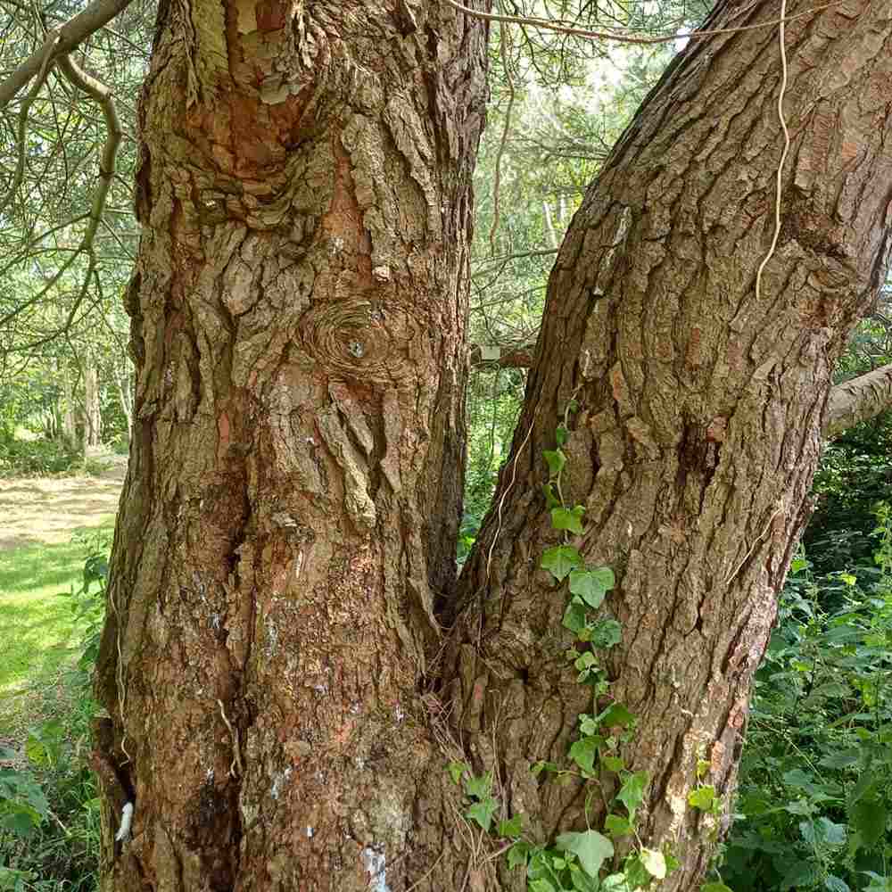 Pin de Alep (Pin Halepensis), conifer mediteranean veșnic verde rapid rezistent seceta