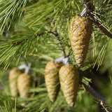 Pin de Alep (Pin Halepensis), conifer mediteranean veșnic verde rapid rezistent seceta
