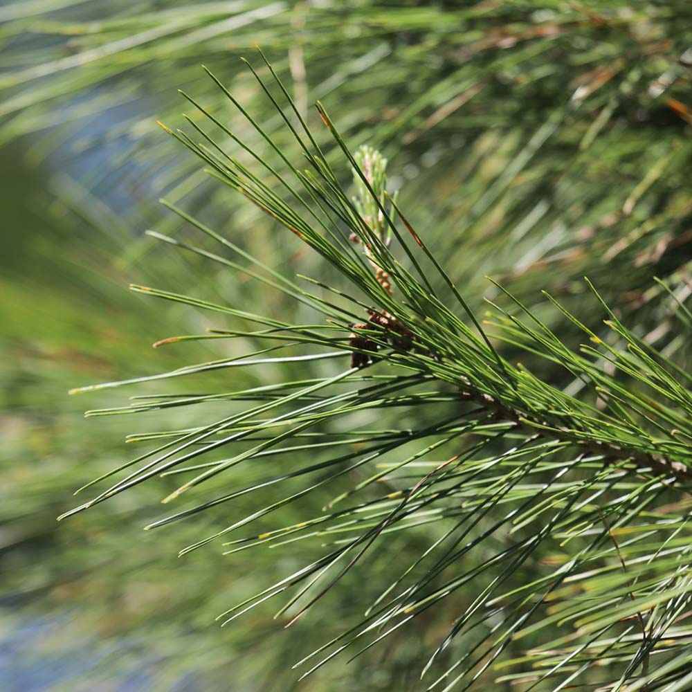 Pin de Alep (Pin Halepensis), conifer mediteranean veșnic verde rapid rezistent seceta