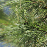 Pin de Alep (Pin Halepensis), conifer mediteranean veșnic verde rapid rezistent seceta