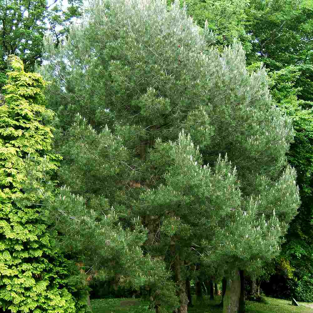 Pin de Alep (Pin Halepensis), conifer mediteranean veșnic verde rapid rezistent seceta