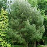 Pin de Alep (Pin Halepensis), conifer mediteranean veșnic verde rapid rezistent seceta