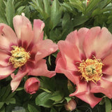 Bujor Hibrid Itoh Old Rose Dandy, cu flori roz parfumate rezistent la frig si inflorire spectaculoasa