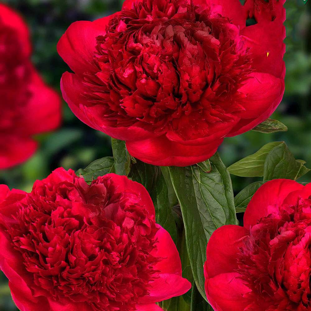 Божур дървовиден Red Charm, с тъмночервени ароматни цветове, студоустойчив