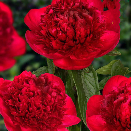 Божур дървовиден Red Charm, с тъмночервени ароматни цветове, студоустойчив