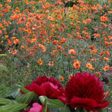 Божур дървовиден Red Charm, с тъмночервени ароматни цветове, студоустойчив