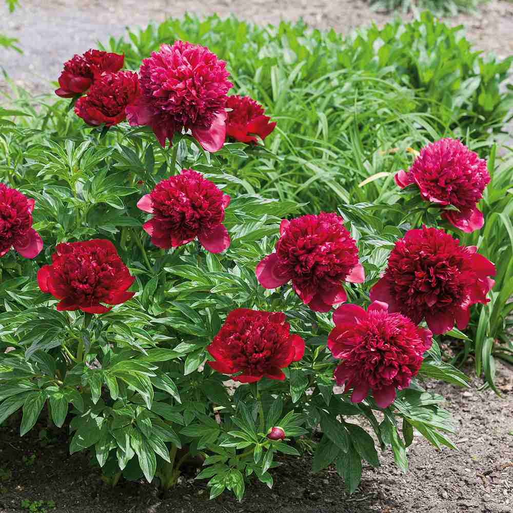 Bujor arbustiv nobil Red Charm, cu flori rosii inchis parfumate, rezistent la frig