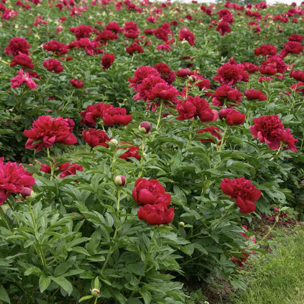 Божур дървовиден Red Charm, с тъмночервени ароматни цветове, студоустойчив