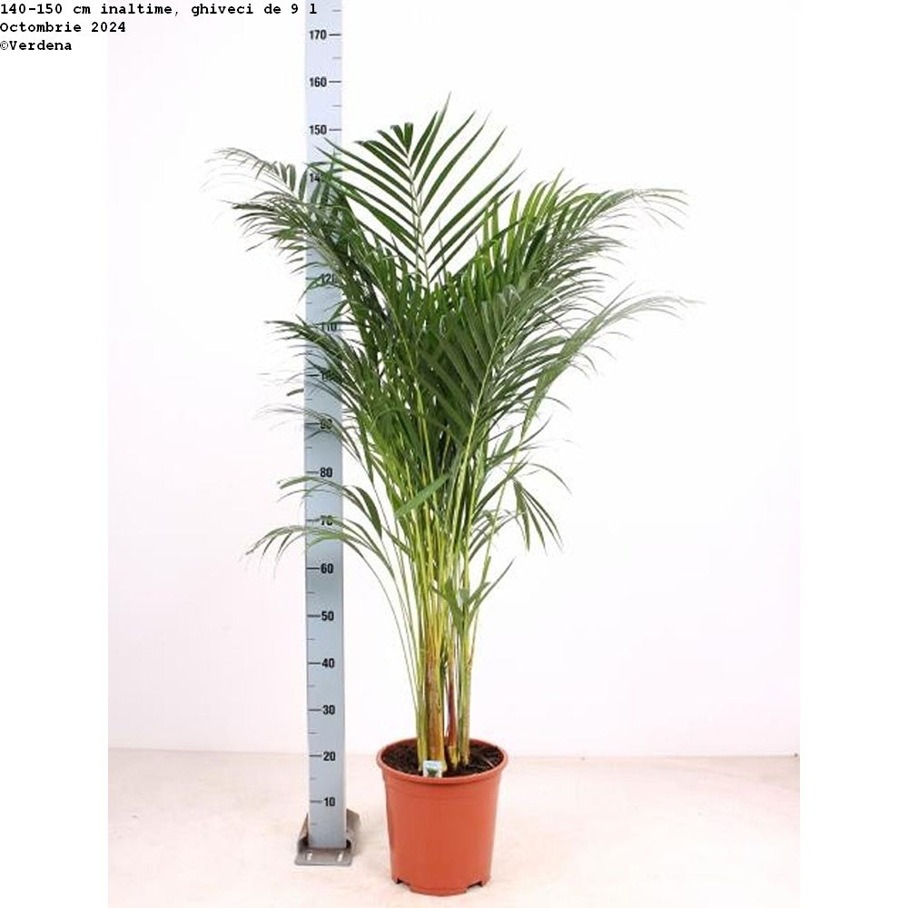 Palmier Areca Dypsis Lutescens - 140-150 cm