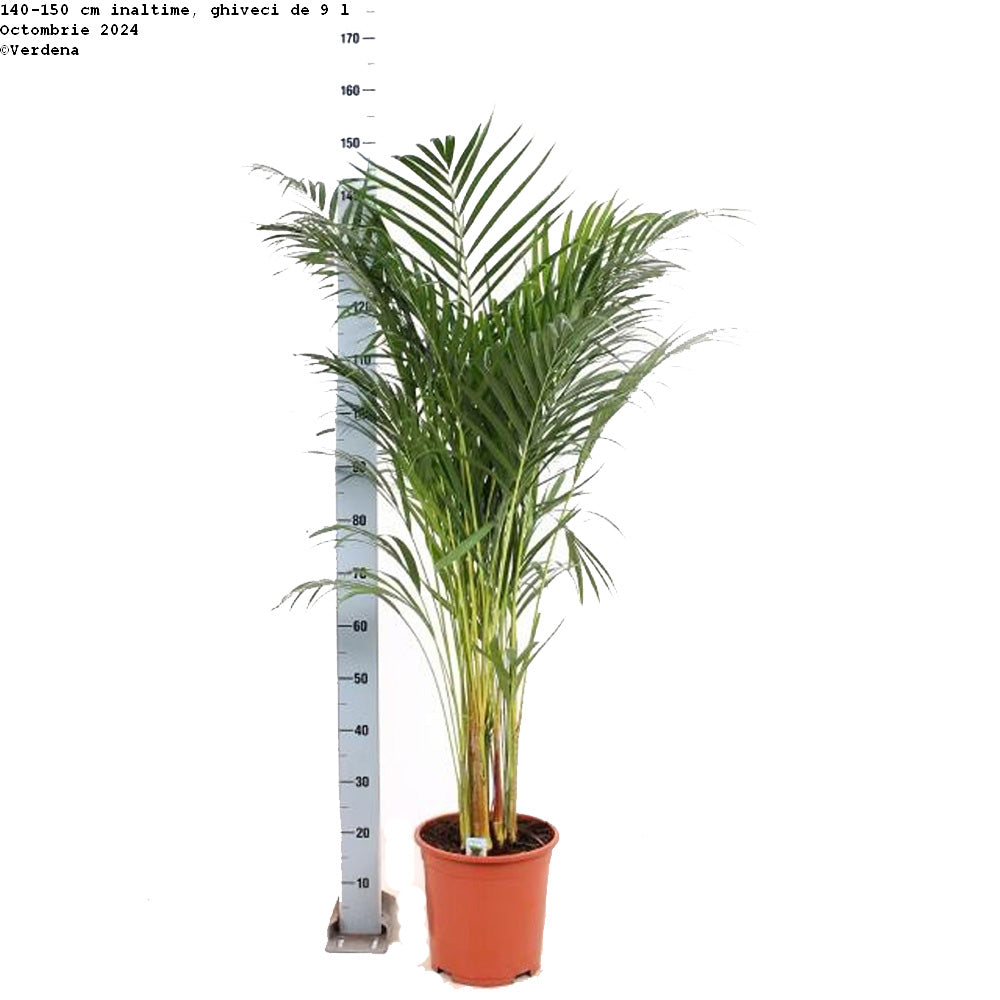 Palmier Areca Dypsis Lutescens - 140-150 cm