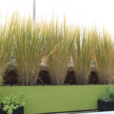 Декоративна трева Panicum virgatum 'Northwind' – вертикална форма с архитектурен облик