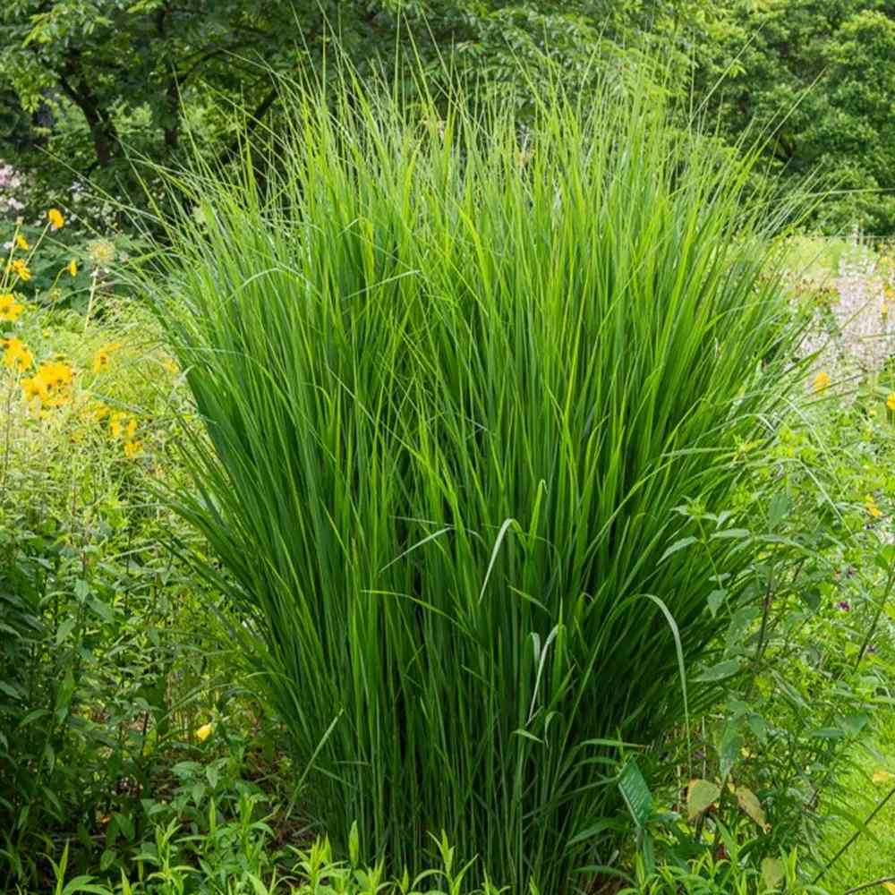 Декоративна трева Panicum virgatum 'Northwind' – вертикална форма с архитектурен облик