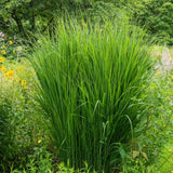 Декоративна трева Panicum virgatum 'Northwind' – вертикална форма с архитектурен облик