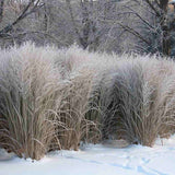 Декоративна трева Panicum virgatum 'Northwind' – вертикална форма с архитектурен облик
