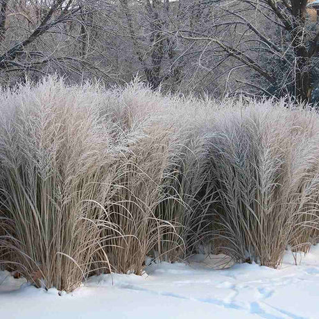 Декоративна трева Panicum virgatum 'Northwind' – вертикална форма с архитектурен облик