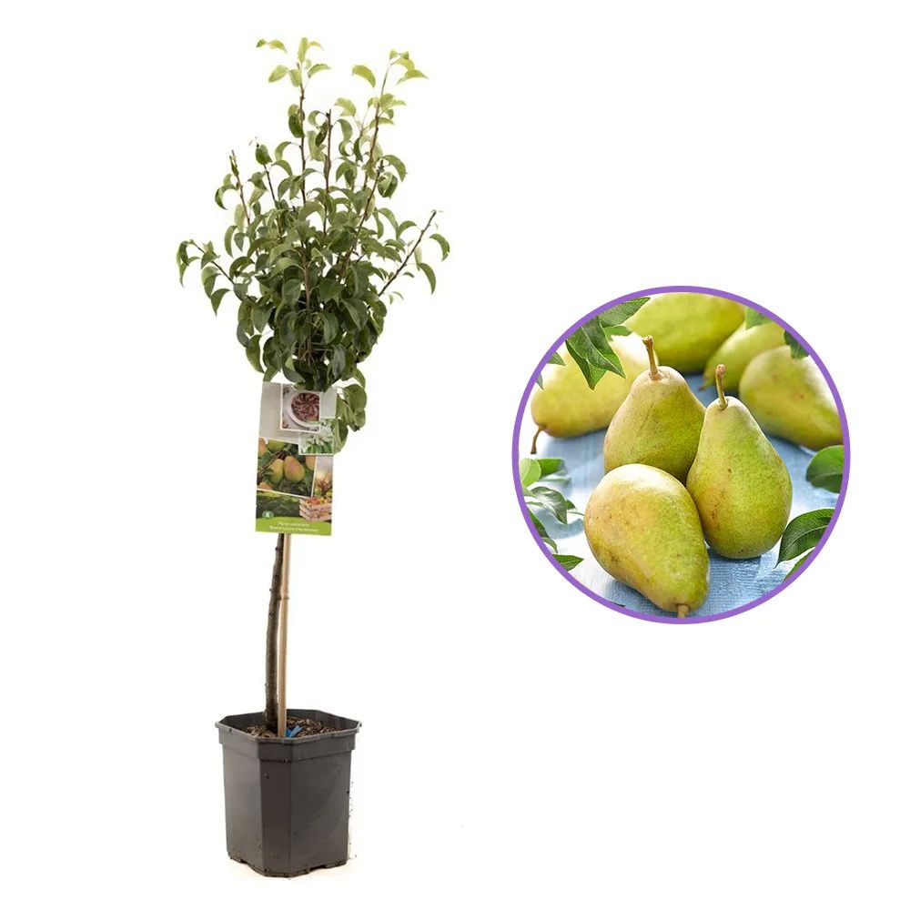 Par Bonne Louise a'Avranches (Pyrus Communis), cu fructe dulci-acidulat, an 2 pe rod