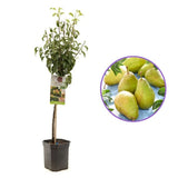 Par Bonne Louise a'Avranches (Pyrus Communis), cu fructe dulci-acidulat, an 2 pe rod