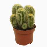 Cactusul conic auriu (Parodia leninghausii), cactus decorativ rar cu flori galbene si ingrijire usoara - 50 cm