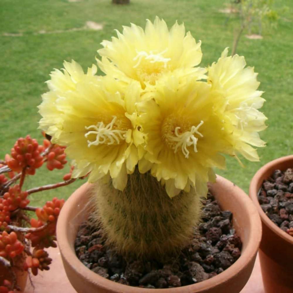Cactusul conic auriu (Parodia leninghausii), cactus decorativ rar cu flori galbene si ingrijire usoara - 50 cm