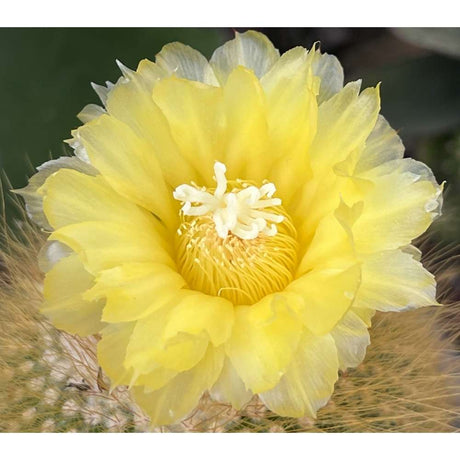 Cactusul conic auriu (Parodia leninghausii), cactus decorativ rar cu flori galbene si ingrijire usoara - 50 cm