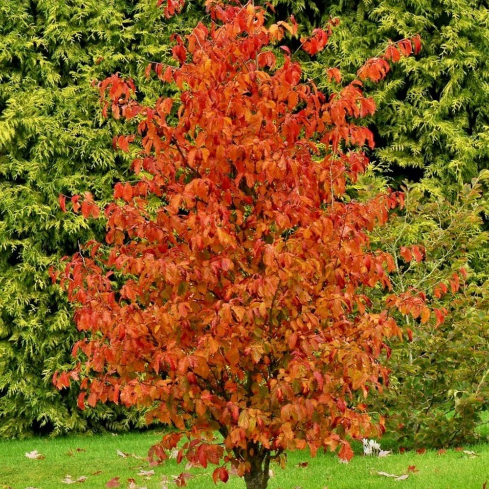 Желязно дърво 'Persian Spire' (Parrotia persica), есенна окраска