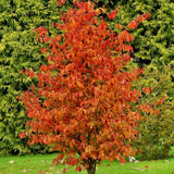 Желязно дърво 'Persian Spire' (Parrotia persica), есенна окраска