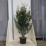 Желязно дърво 'Persian Spire' (Parrotia persica), есенна окраска