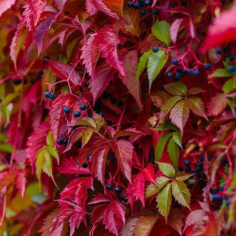 Black Friday - Reduceri Vita Salbatica de Canada (Parthenocissus Henryana), cataratoare, cu frunze rosii de toamna Promotie